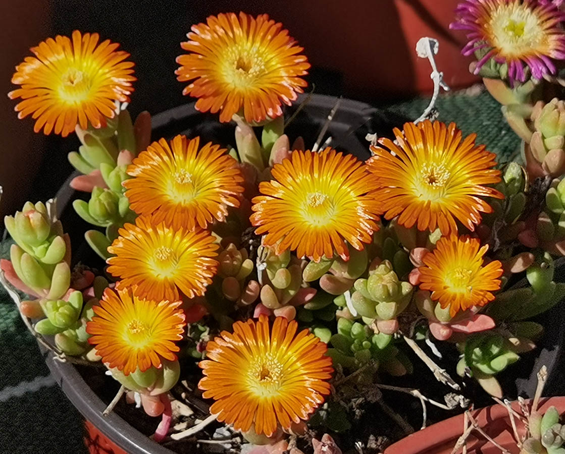 Delosperma cultivars & hybrides